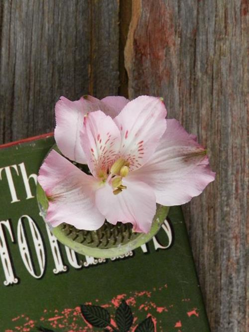 PRIMADONNA PINK ALSTROEMERIA